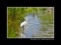 Egret-Heron_606-Saved.jpg