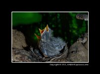 Robins-(07).jpg