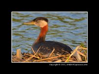 Redneck-Grebe-Sunset.jpg