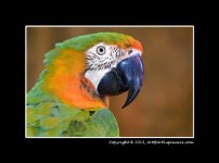 Big-BIrd1.jpg