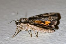 Critter6.jpg