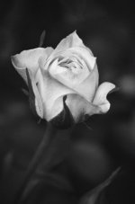 pinkrose-1.jpg