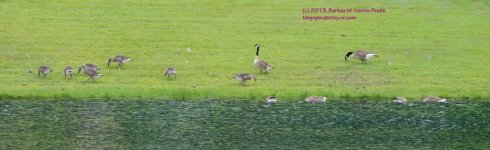 169 Geese-130618_01.jpg