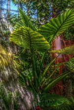 tropical_rainforest_plant_botanical_garden_by_samspade1941-d69ngwn.jpg