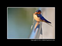Barn-Swallow.jpg
