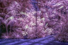 myriad_botanical_garden_rainforest_ir_hdr_image_by_samspade1941-d69r8o3.jpg