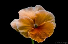 DSC_8407.jpg