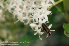 170 Firefly-13-619_1.jpg