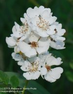 170 Blackberry Flowers-130619-01_1.jpg