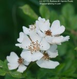 170 Blackberry Flowers-130619-02_1.jpg