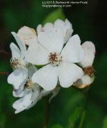 170 Blackberry Flowers-130619-03_1.jpg