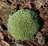 170 Pillow Moss-130619_1.jpg