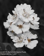 170 Blackberry Flowers-130619-01-BW_1.jpg