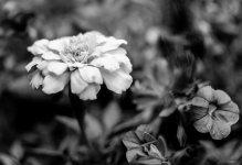 DSC_1644.jpg