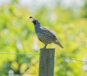 fencesitter.jpg
