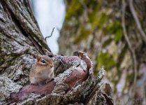 Chipmunk.jpg
