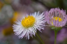 flowers of the day.jpg
