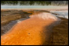 OrangeBacteriaMat.jpg