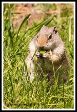 Day171Squirrel.jpg