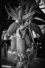 corn-1.jpg