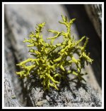 Day171Moss.jpg