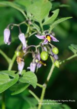 171 Nightshade-130620-01_1.jpg