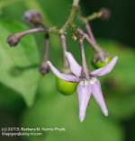 171 Nightshade-130620-02_1.jpg
