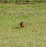 171 Robin-130620-03_1.jpg