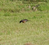171 Robin-130620-04_1.jpg
