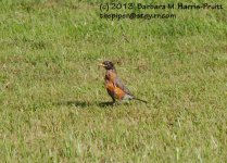 171 Robin-130620-06_1.jpg