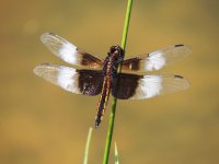 DSCN9131.jpg