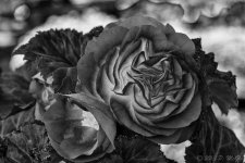 DSC_0374-Edit.jpg