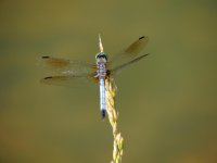 DSCN9130.jpg