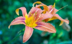 Orange Lily2.jpg