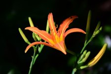 D7100 Flowers 039.jpg