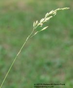 172 Grass-130621-02_1.jpg