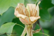 172 Tulip Maple Flower-130621_1.jpg