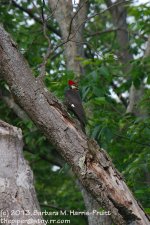 172 Pileated Woodpecker-130621-05_1.jpg