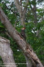 172 Pileated Woodpecker-130621-07_1.jpg