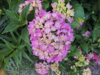 DSCN9161.jpg
