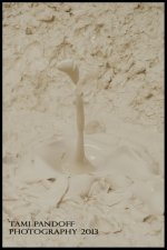 Artist Mud Pot.jpg