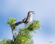 Catbird500-550.jpg