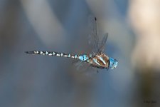 DFFlight-550.jpg