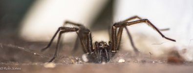spider 1.jpg