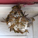 Wasps.jpg