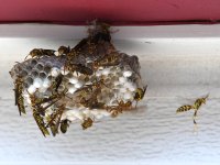 Wasps2.jpg