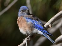 Bluebird3.jpg
