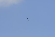_DSC0420 low res.jpg