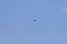 _DSC0424 low res.jpg