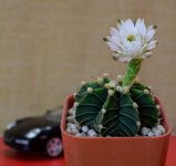 blossom-car-1-3.jpg